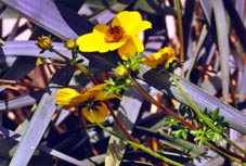 Bidens (Tarn, France)